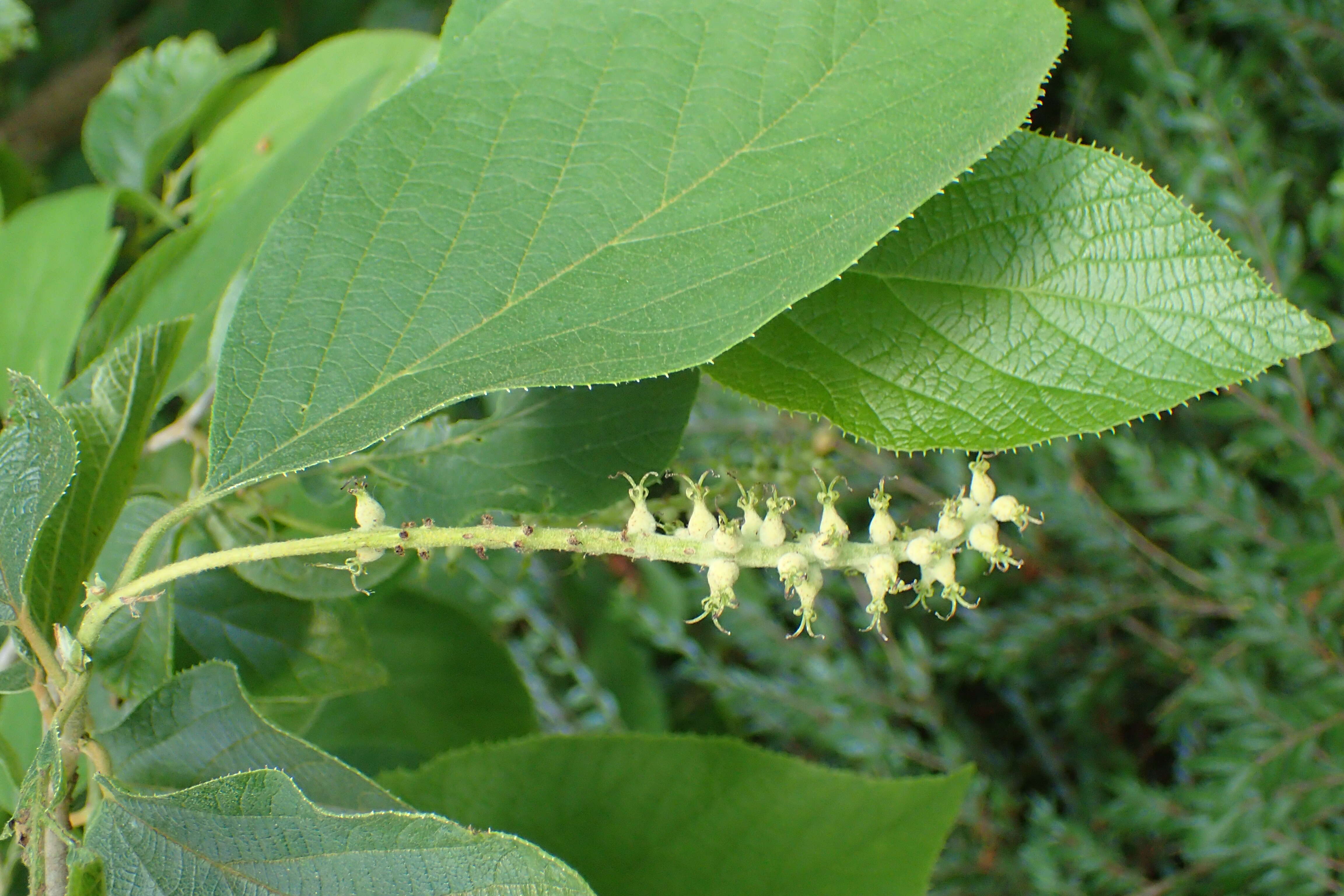 Imagem de Sinowilsonia henryi Hemsl.