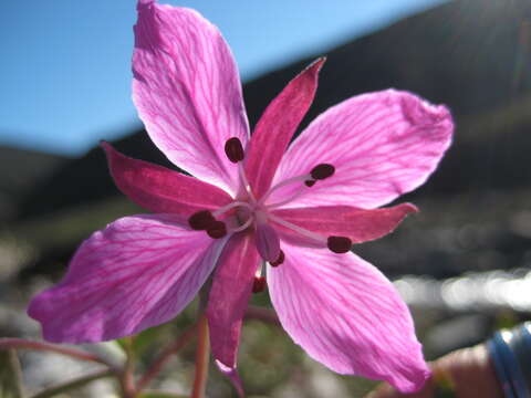 Image de Epilobium latifolium L.