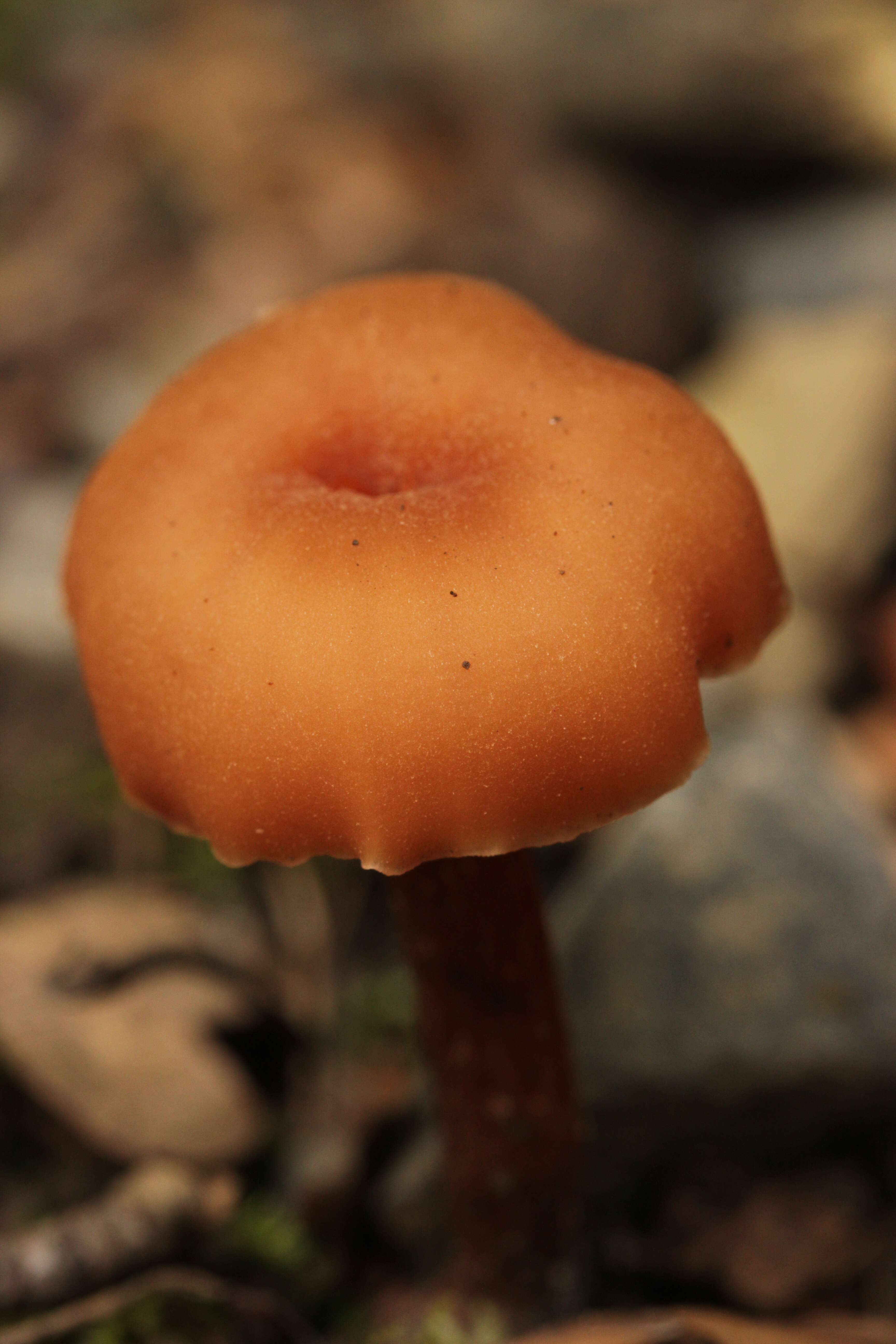 Image of Laccaria laccata (Scop.) Cooke 1884