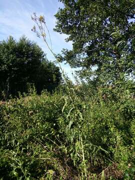 Image of marsh sow-thistle