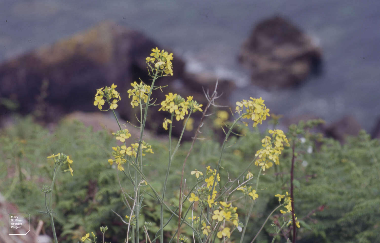 Image of Lundy cabbage