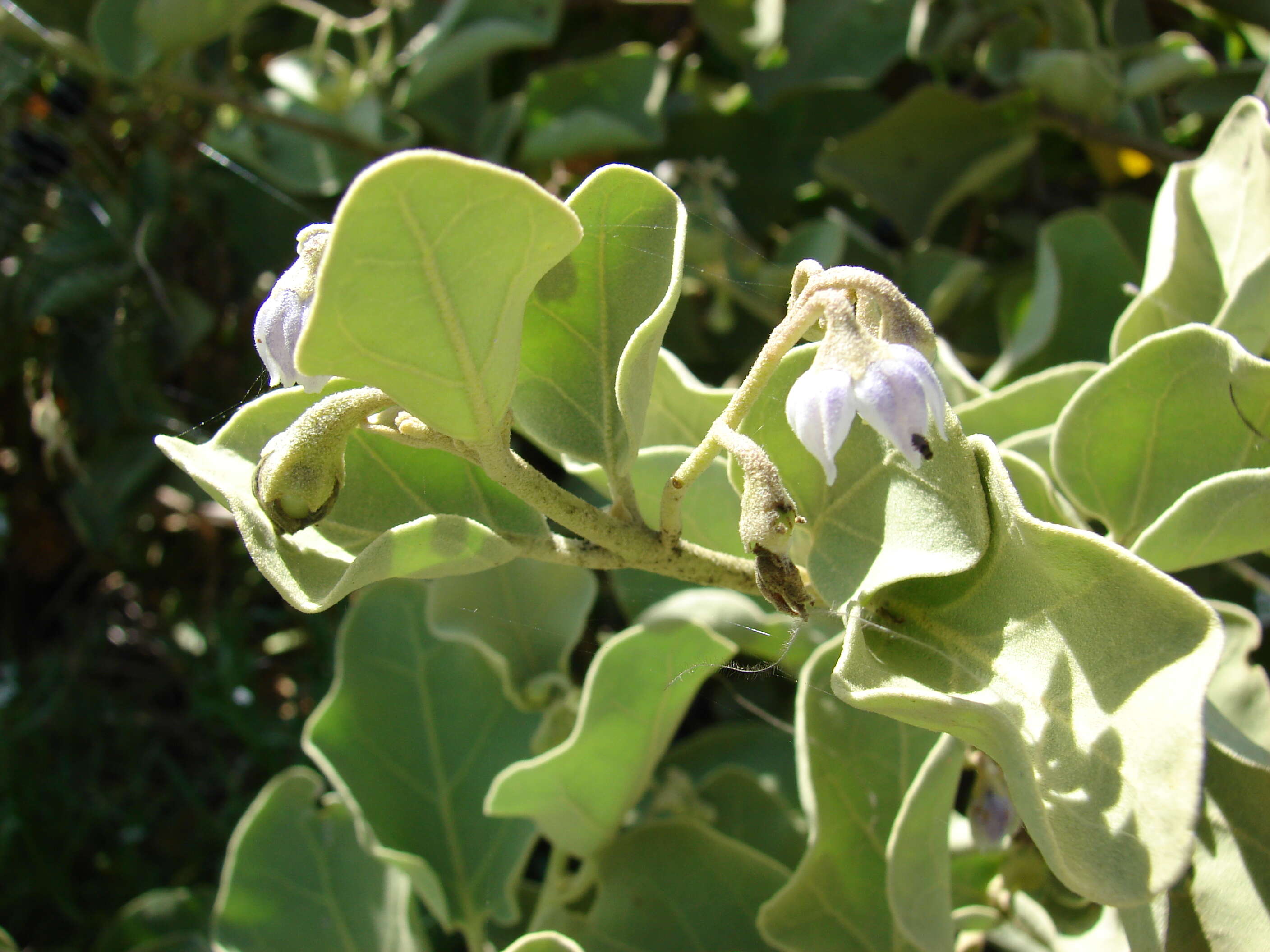 Image de Solanum nelsonii Dun.