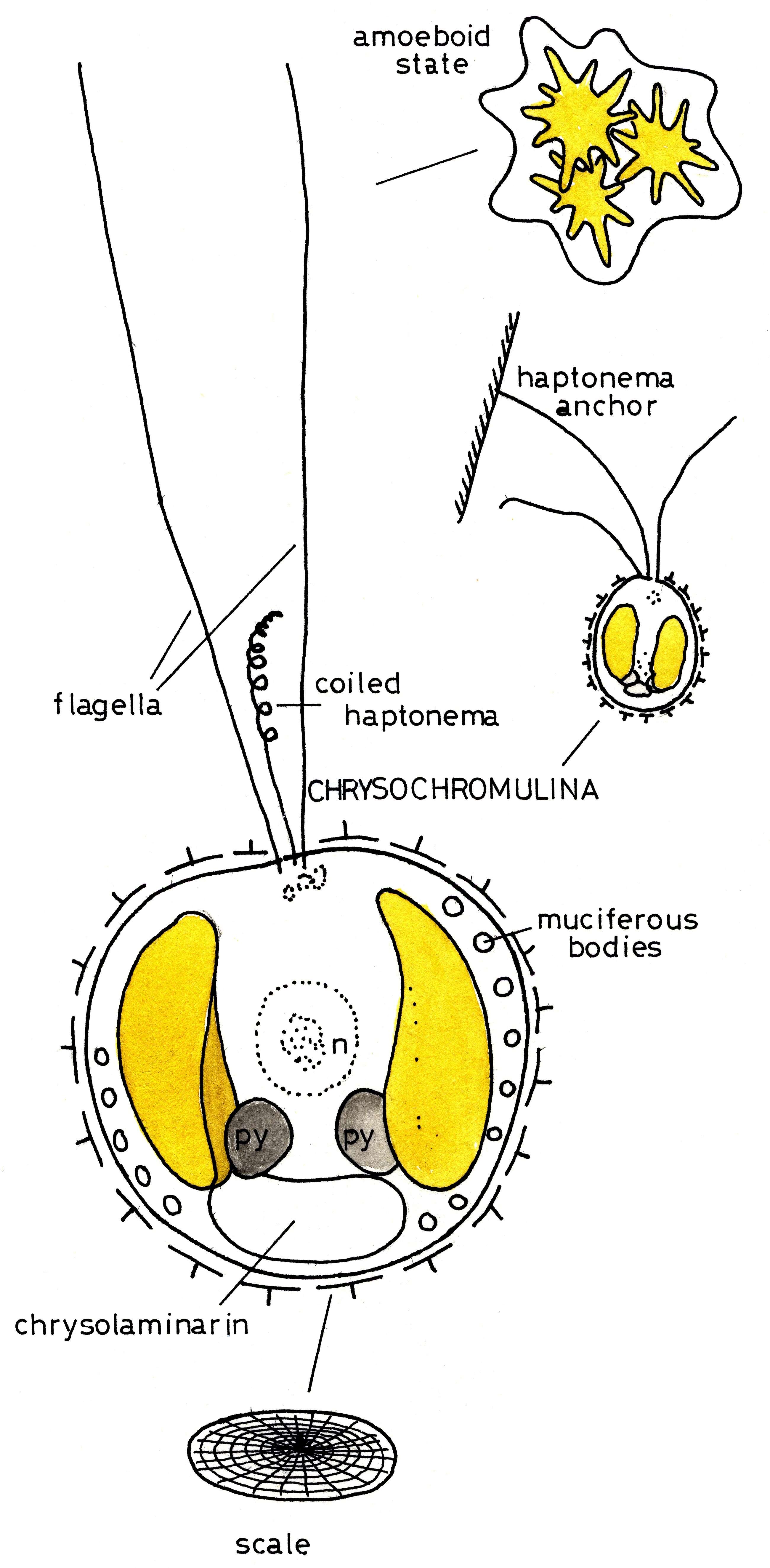 Image of Chrysochromulinaceae
