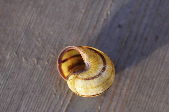 Image of Brown Lipped Snail