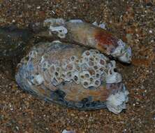 Image of barnacles