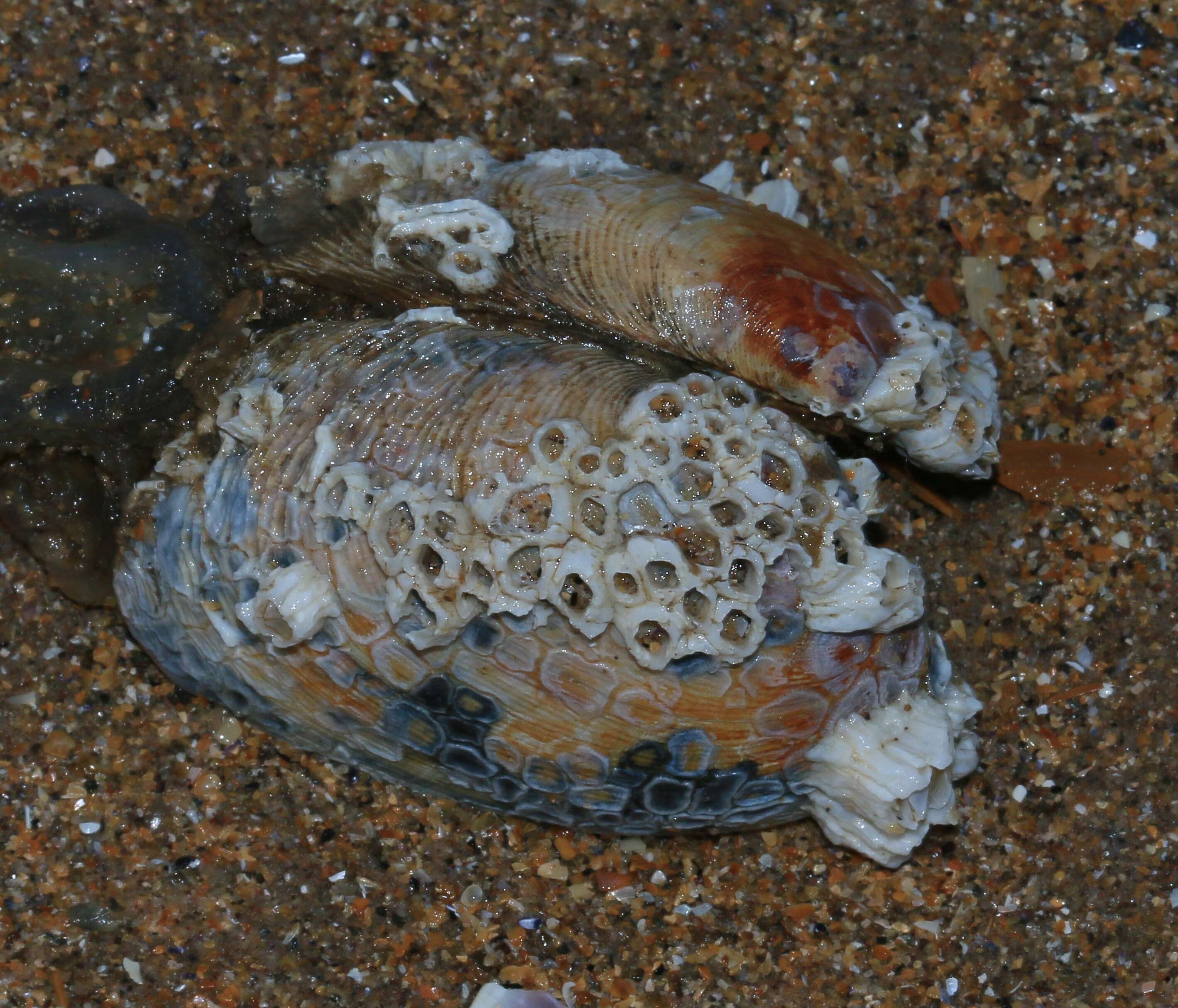 Image of barnacles