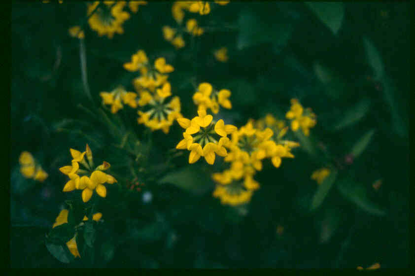 Image of Common Bird's-foot-trefoil