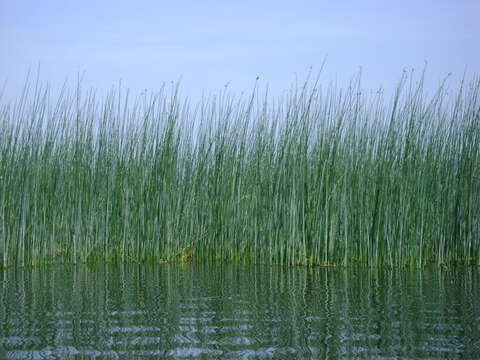 Image de scirpe des lacs, jonc des chaisiers commun