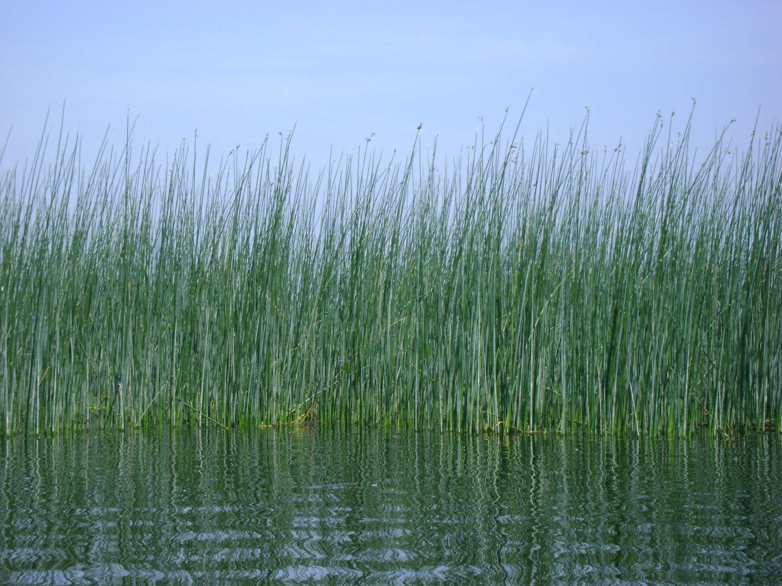 Image de scirpe des lacs, jonc des chaisiers commun