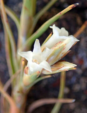 Image de Dracophyllum ophioliticum S. Venter