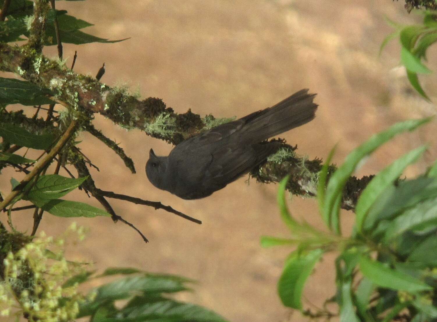 Image of Dusky Piha