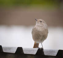 Image of Black Redstart