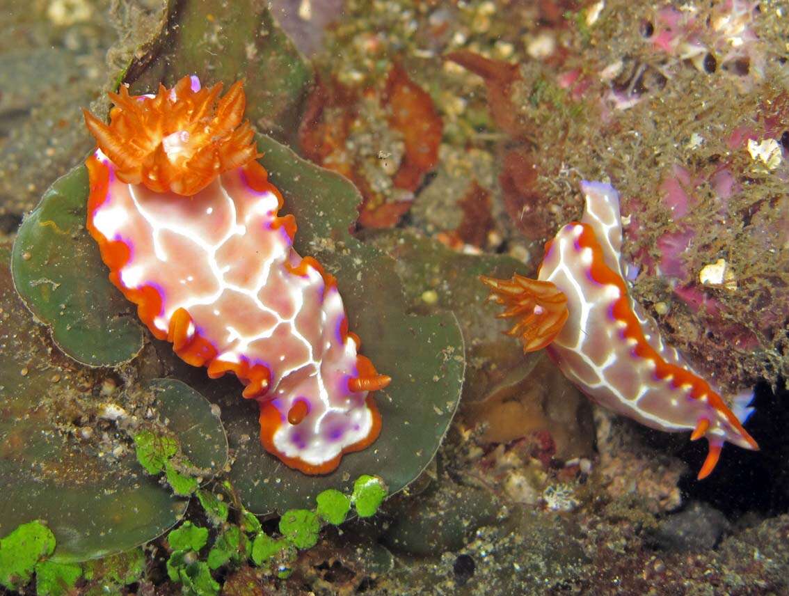 صورة Hypselodoris iacula Gosliner & R. F. Johnson 1999