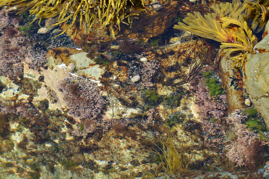 Image of common coral weed