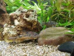 Image of peppered corydoras