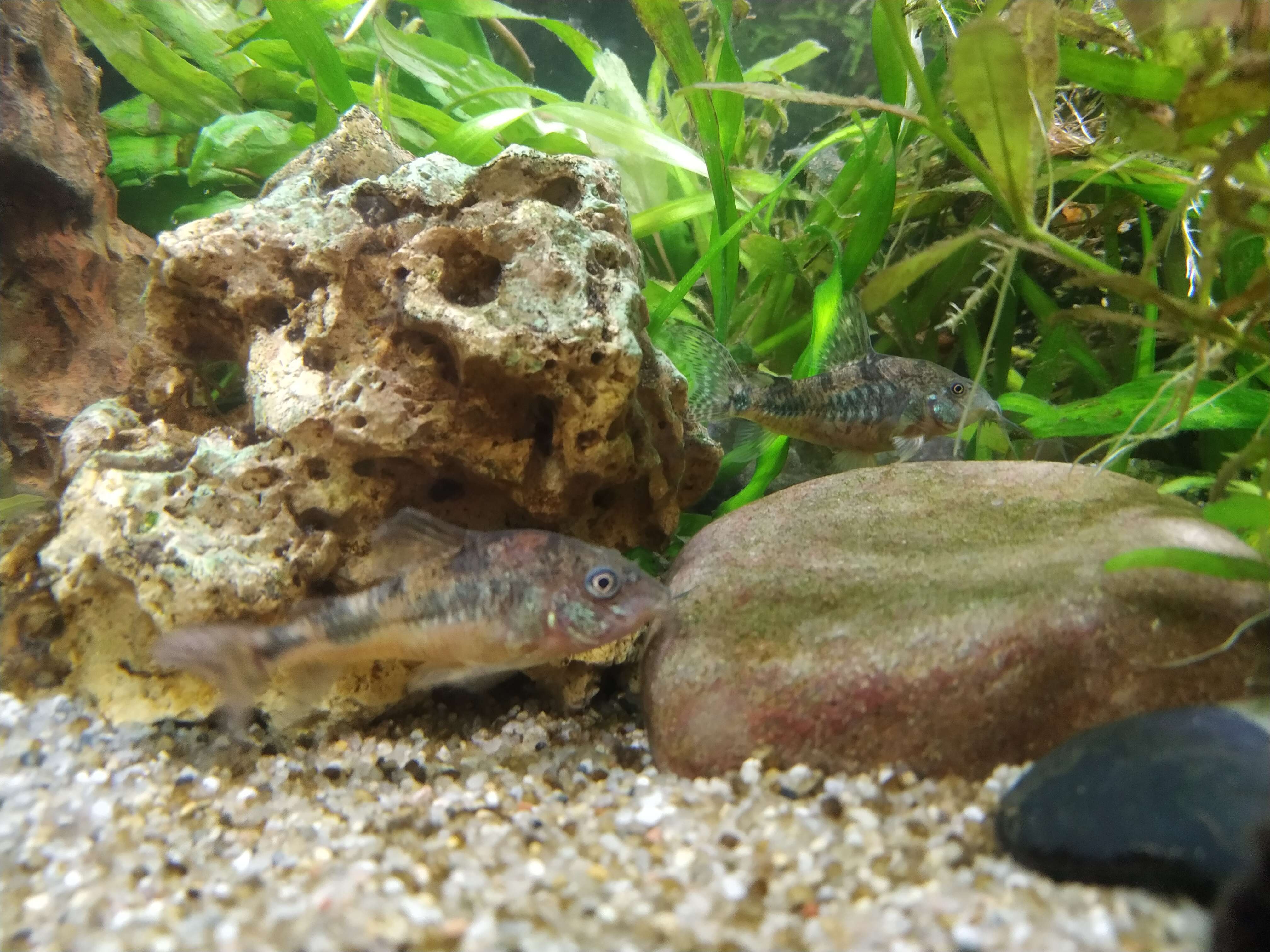 Image of peppered corydoras