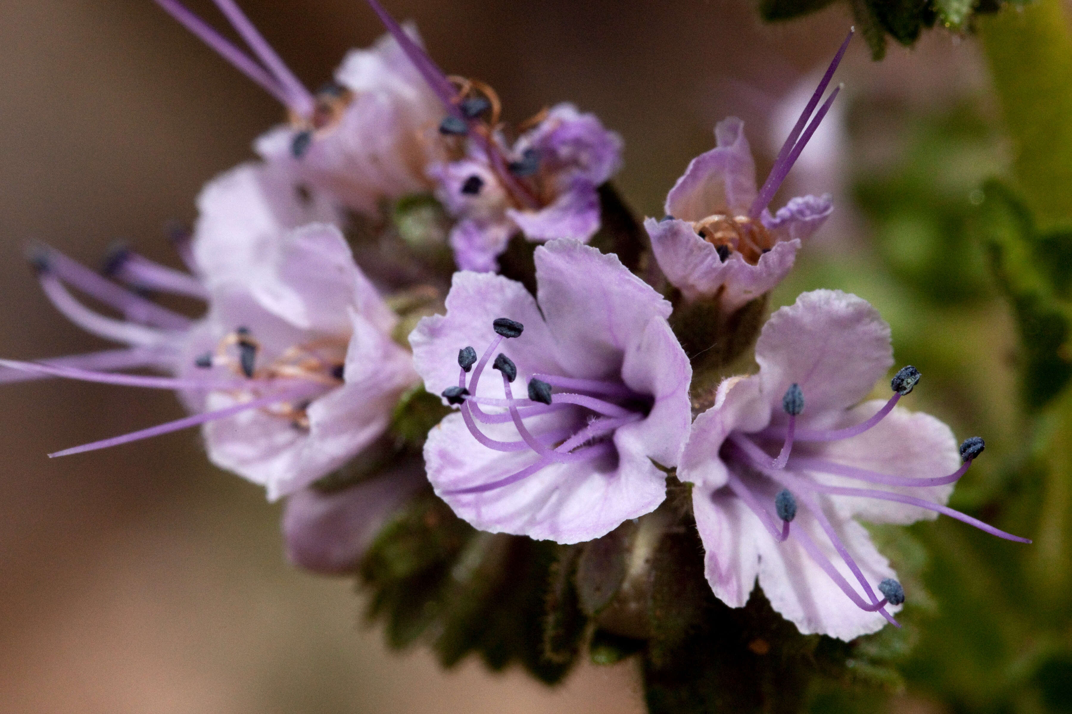 Image of scorpionweed