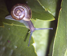 Image of White-lipped banded snail