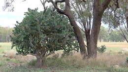 Image of Velvety tree pear