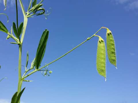 Lathyrus hirsutus L.的圖片