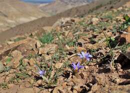 Image of crocus-leaved ROMULEA