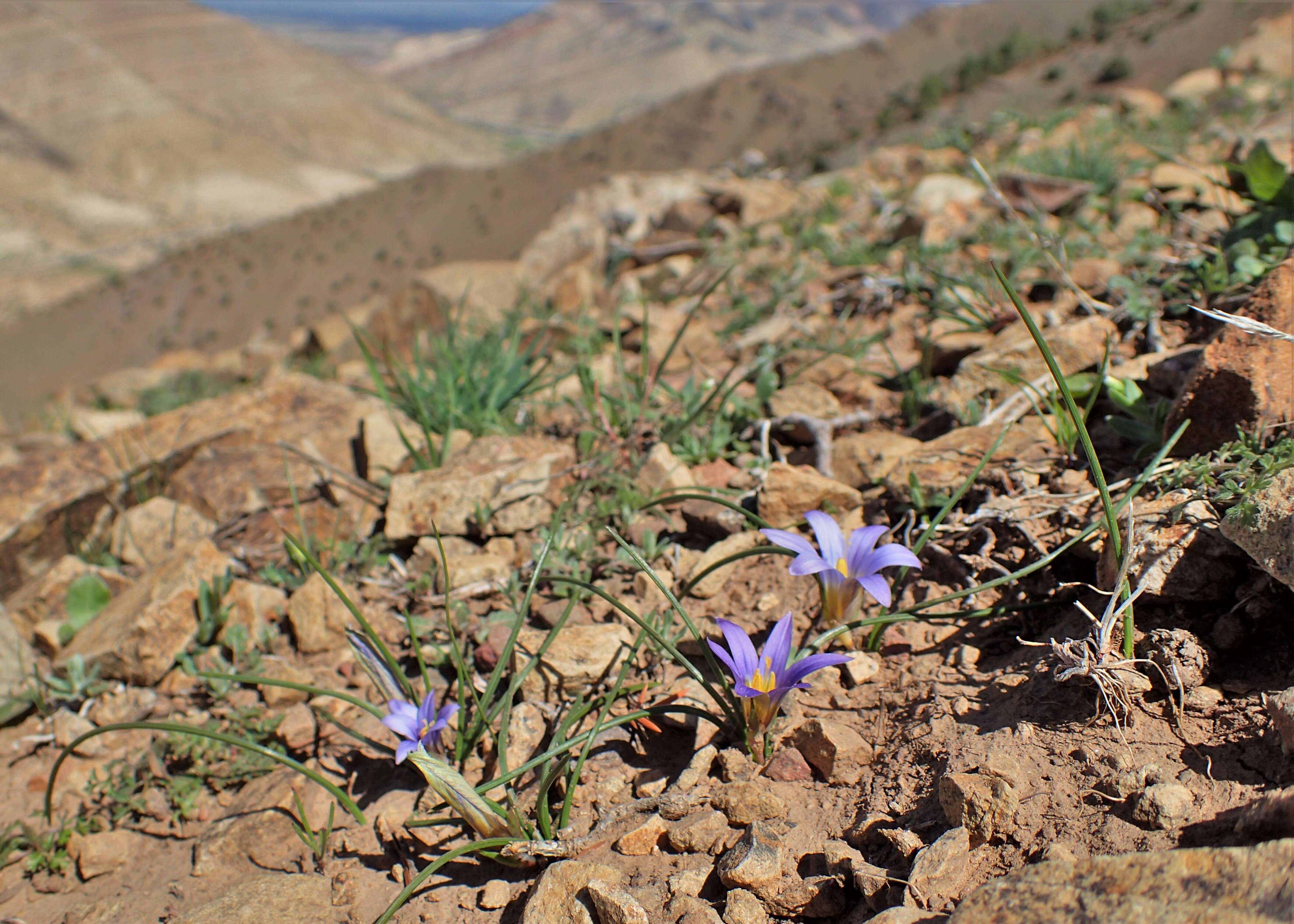 Image of crocus-leaved ROMULEA