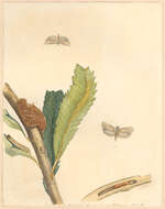 Image of Xylorycta strigata Lewin 1805