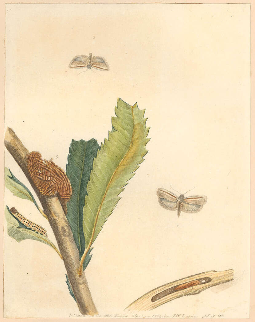 Imagem de Xylorycta strigata Lewin 1805