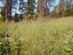 Image of Smooth Meadow-grass