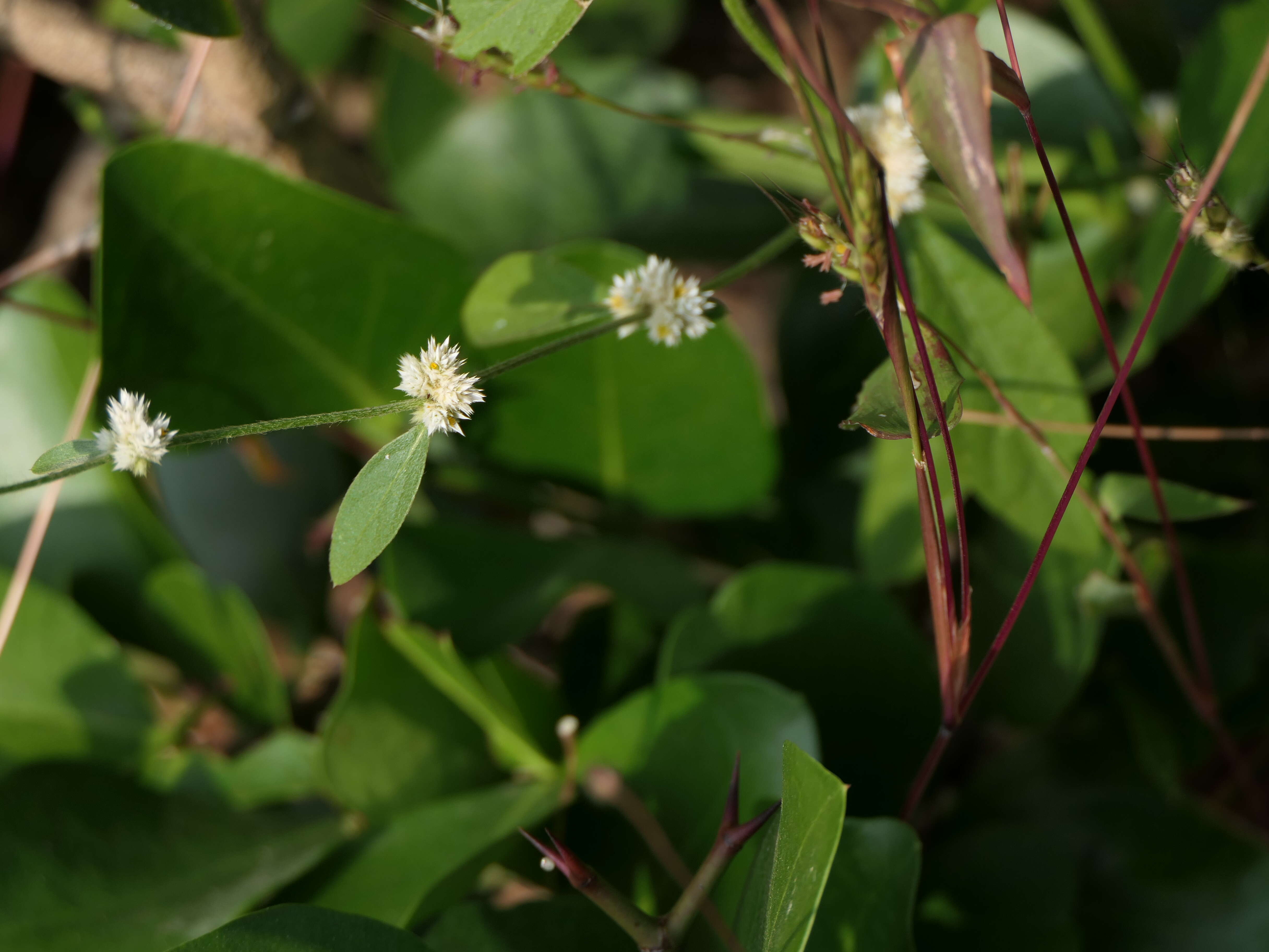 Image of sessile joyweed