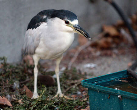 Image of Night Herons