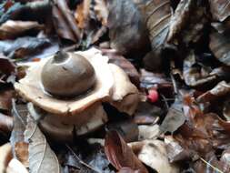 Image of Collared Earthstar