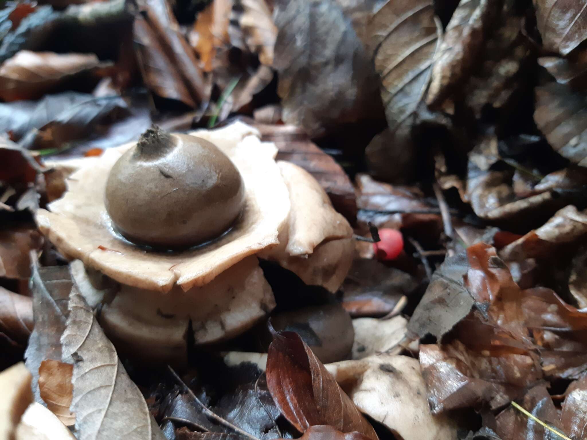 Plancia ëd Geastrum triplex Jungh. 1840