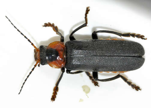 Imagem de Cantharis fusca