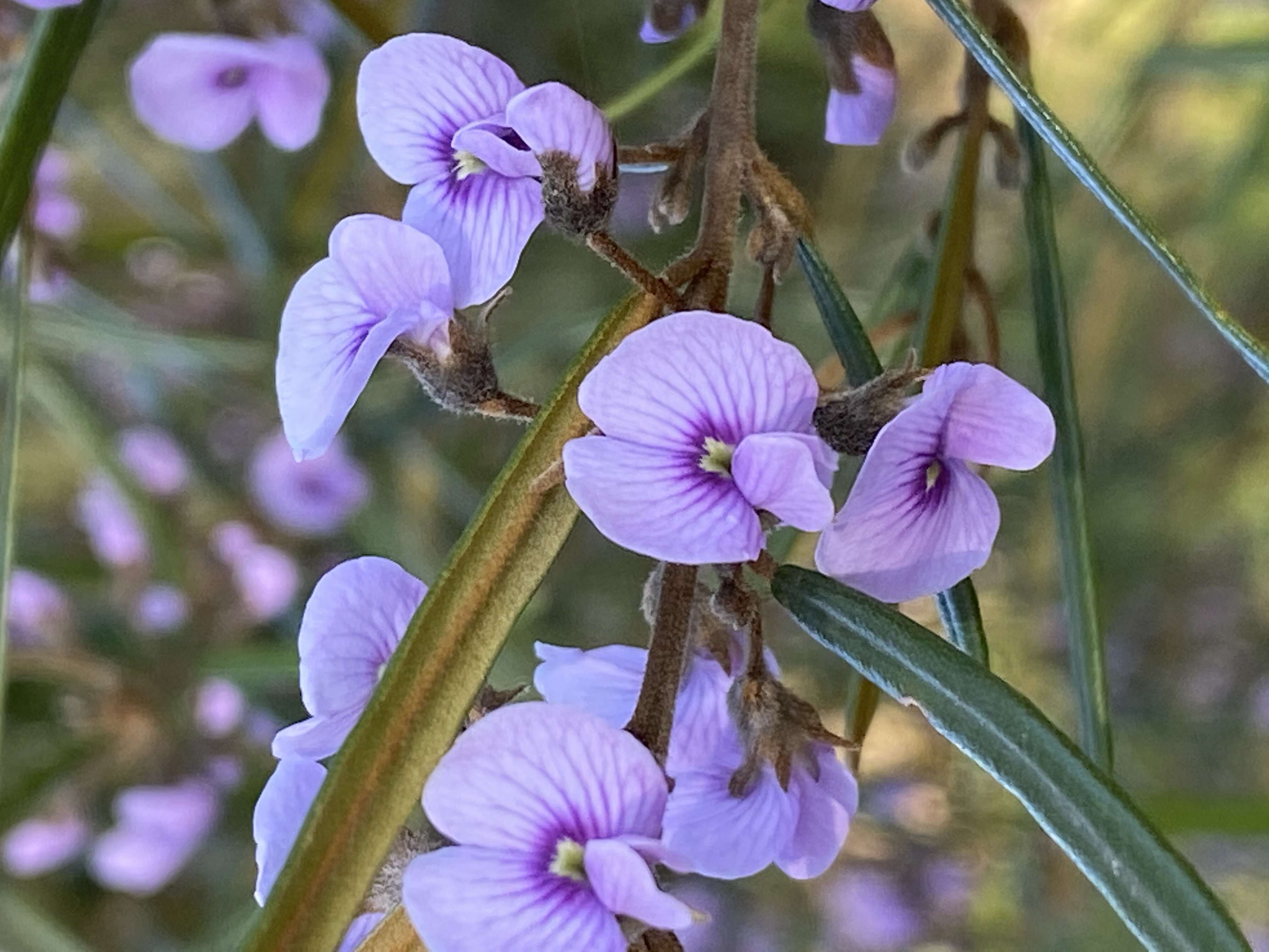 Image of Blue Bonnet