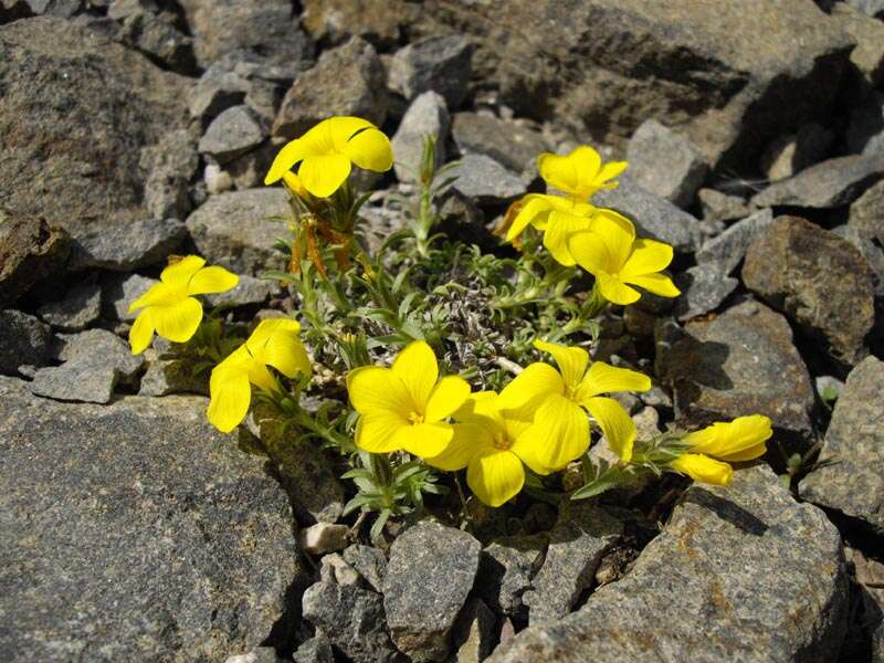 Imagem de Linum cariense Boiss.