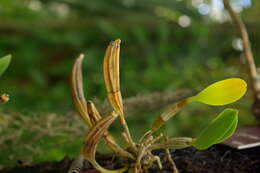 Dendrobium amabile (Lour.) O'Brien resmi