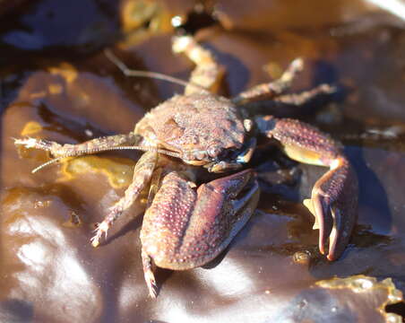 Image of flattop crab