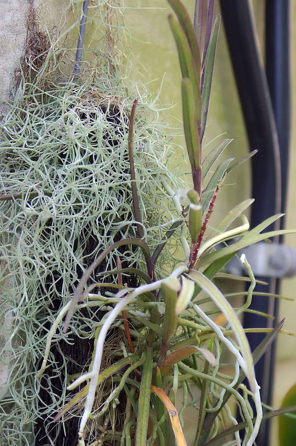 Image of Vanda christensoniana (Haager) L. M. Gardiner