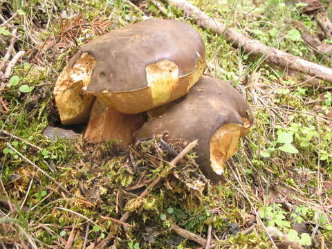 Imagem de Boletus aereus Bull. 1789