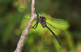 Image of Fine-lined Emerald