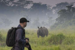 Image of Indian Rhinoceros