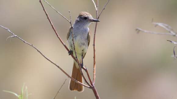 Image of Ash-throated Flycatcher