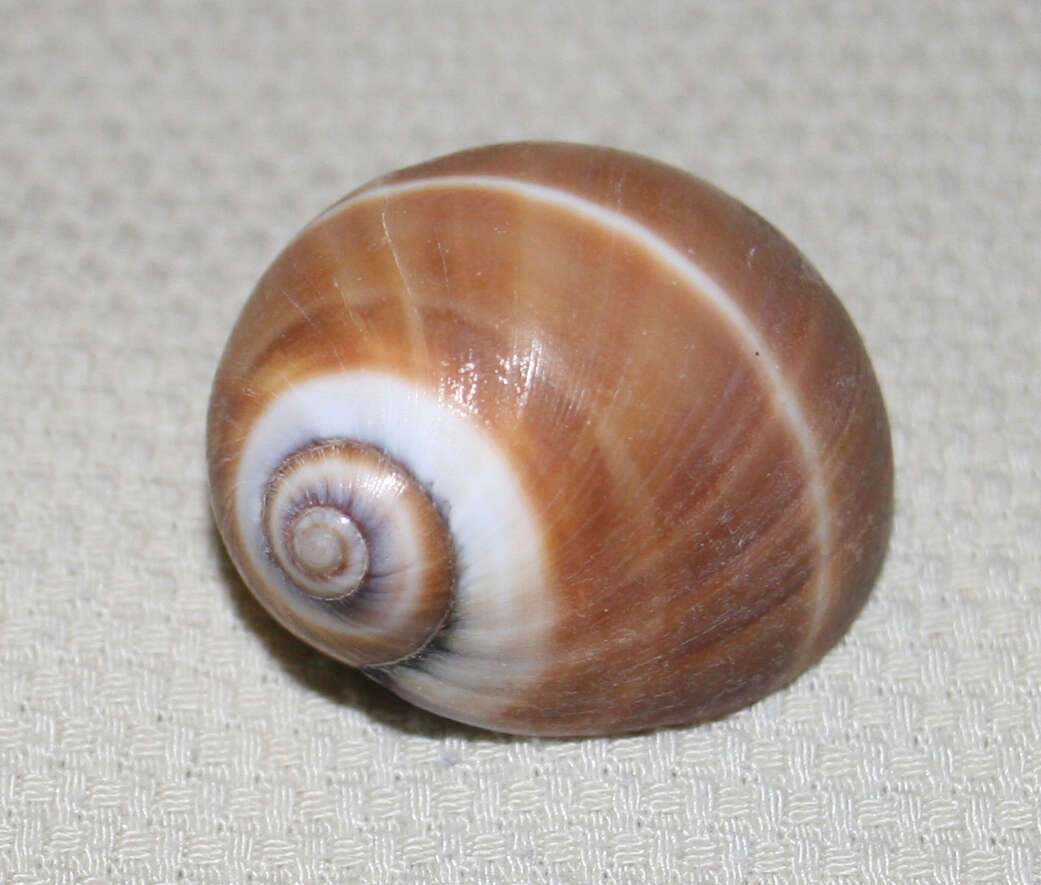 Image of two-banded moonsnail