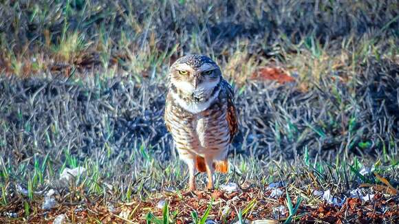 Image of Burrowing Owl