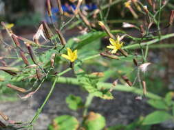 Image of Lactuca muralis