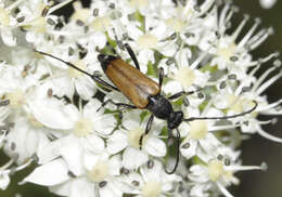 Image of Anastrangalia sanguinolenta (Linné 1761)