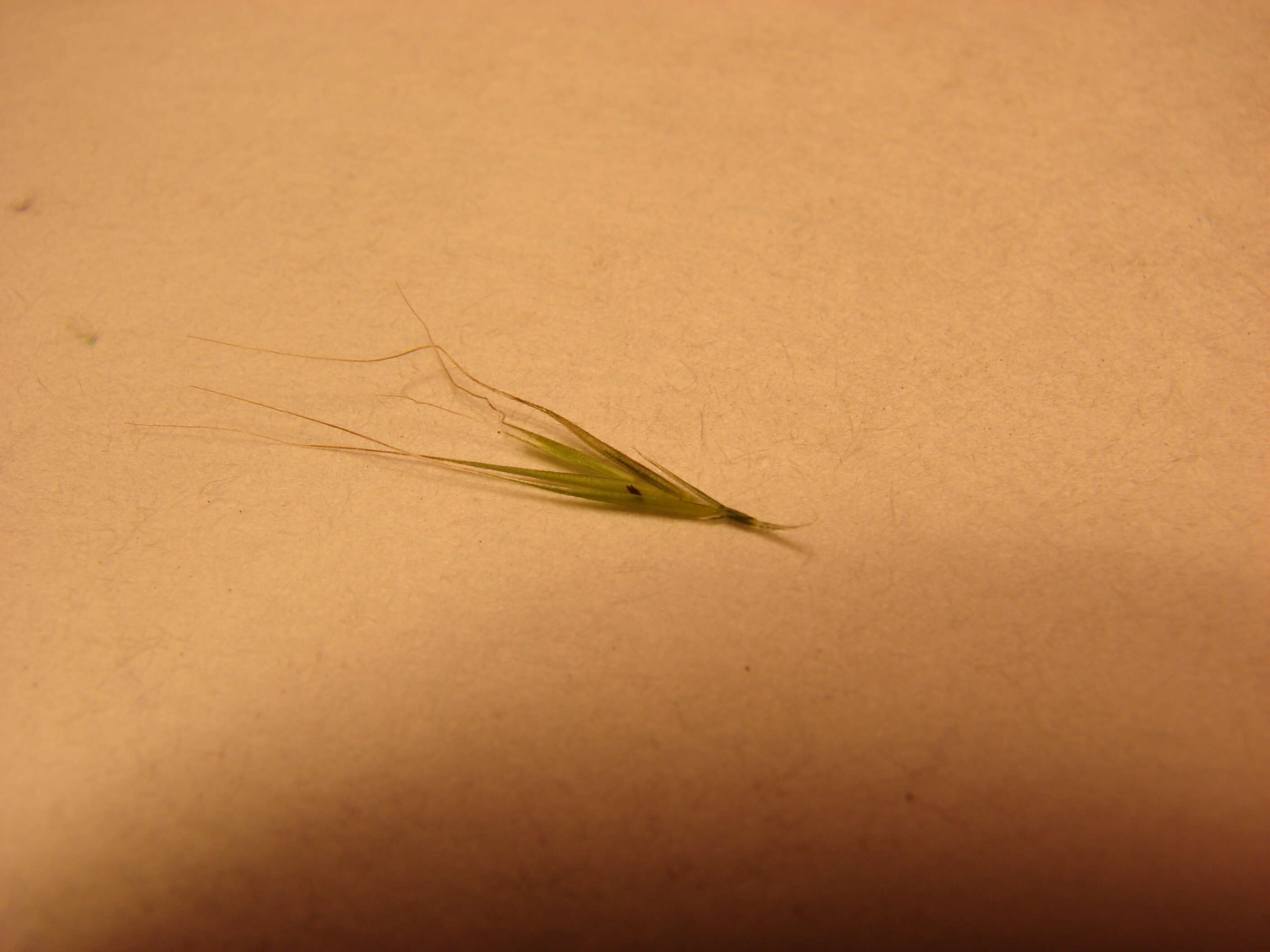 Image of rat's-tail fescue