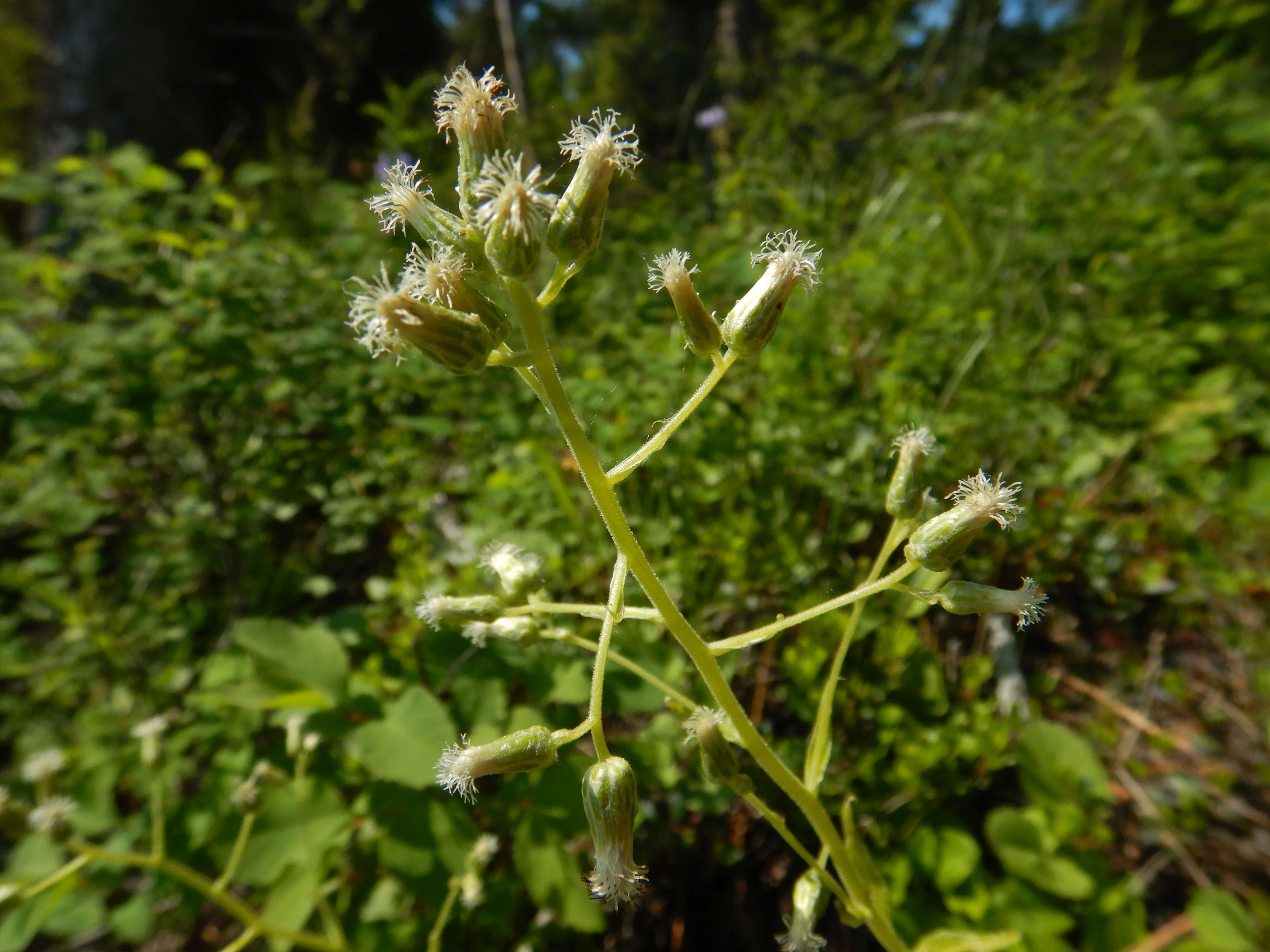 Imagem de Antennaria racemosa Hook.