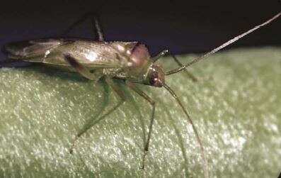 Image of green mirid